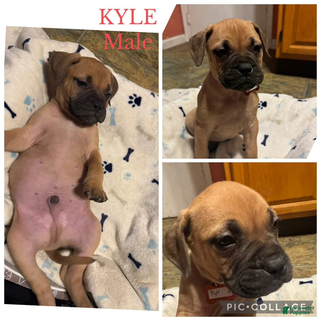 Bullmastiff dogs for sale: Bullmastiff Puppy 3 - Ad 1