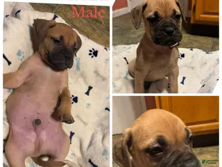 Bullmastiff dogs Bullmastiff Puppy 3 - Ad 7