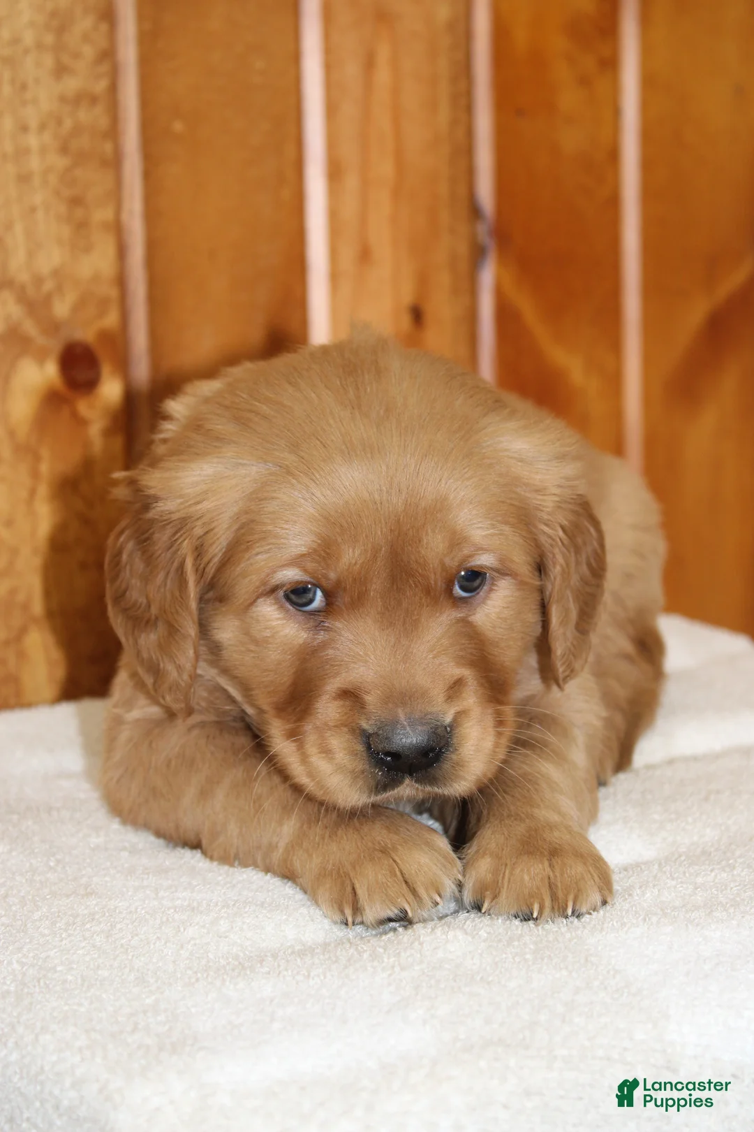 Golden Retriever dogs for sale: Comrade - Ad 9