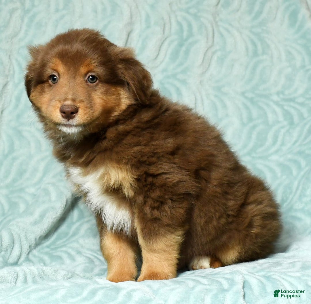 Australian Shepherd dogs for sale: Max - Ad 6