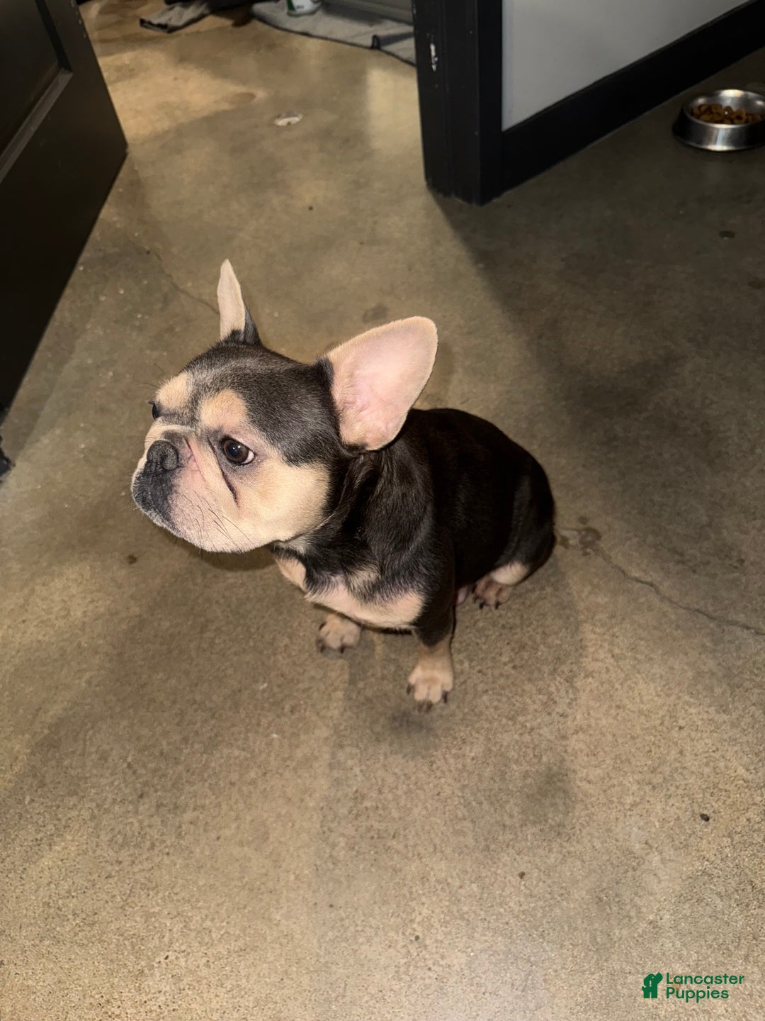 French Bulldog dogs for sale: Blu - Ad 6