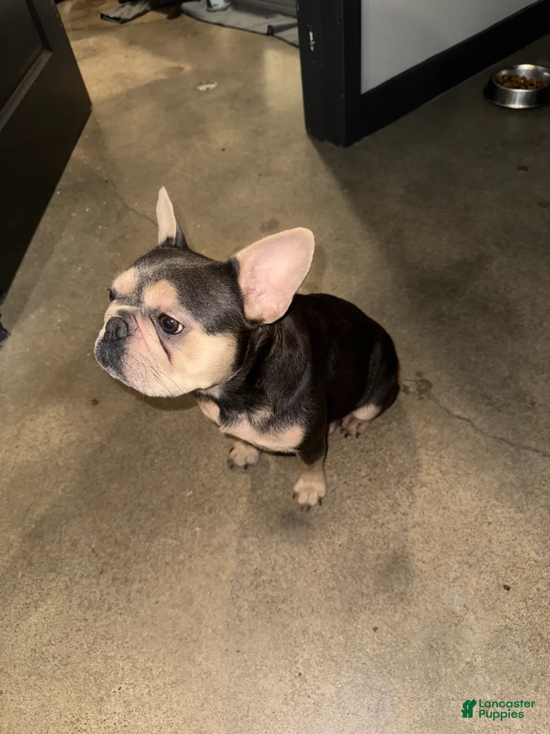 French Bulldog dogs for sale: Snow White - Ad 7
