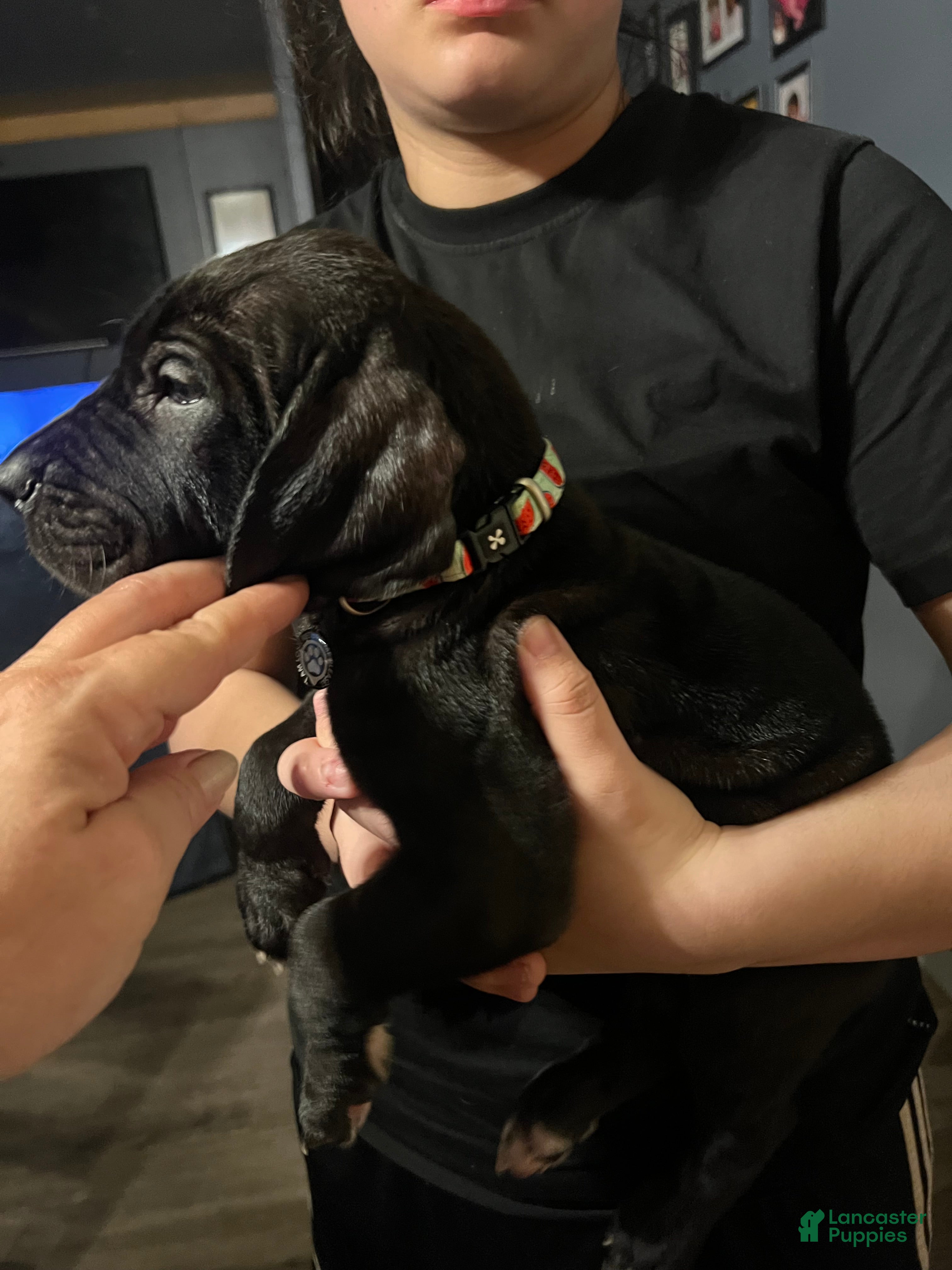 Great Dane dogs Great Dane Puppy 3 - Ad 39