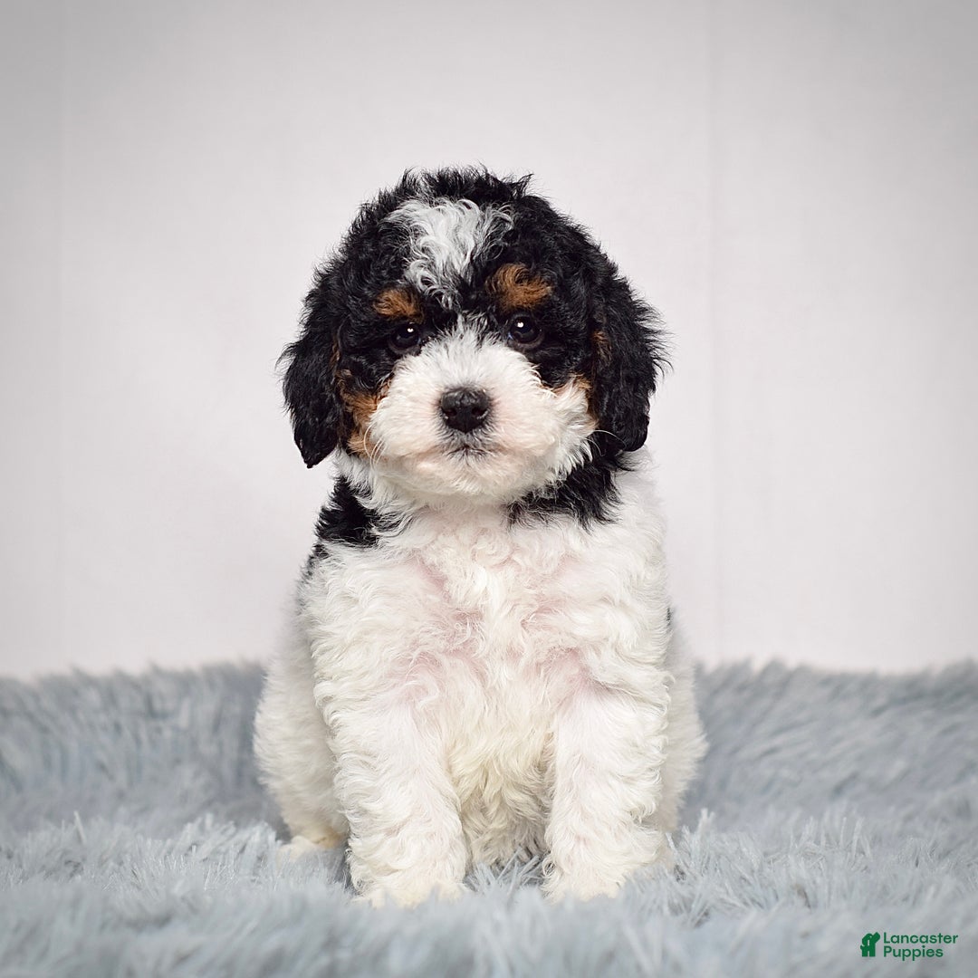 Mini Goldendoodle dogs for sale: Ms. Remy - Ad 1