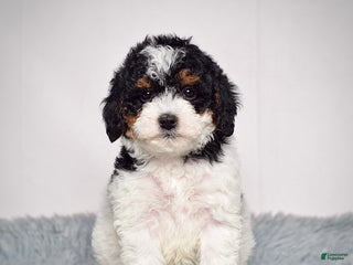 Mini Goldendoodle dogs Ms. Remy - Ad 6