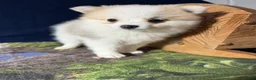 Pomeranian dogs for sale: Rachelle - Ad 15