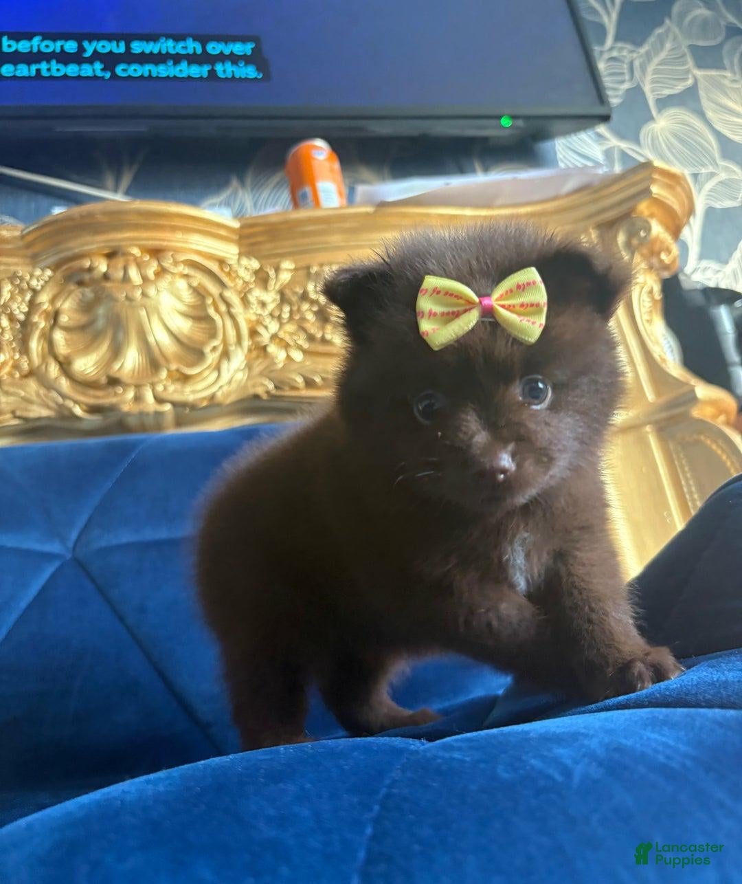 Pomeranian dogs for sale: Ciri - Ad 11