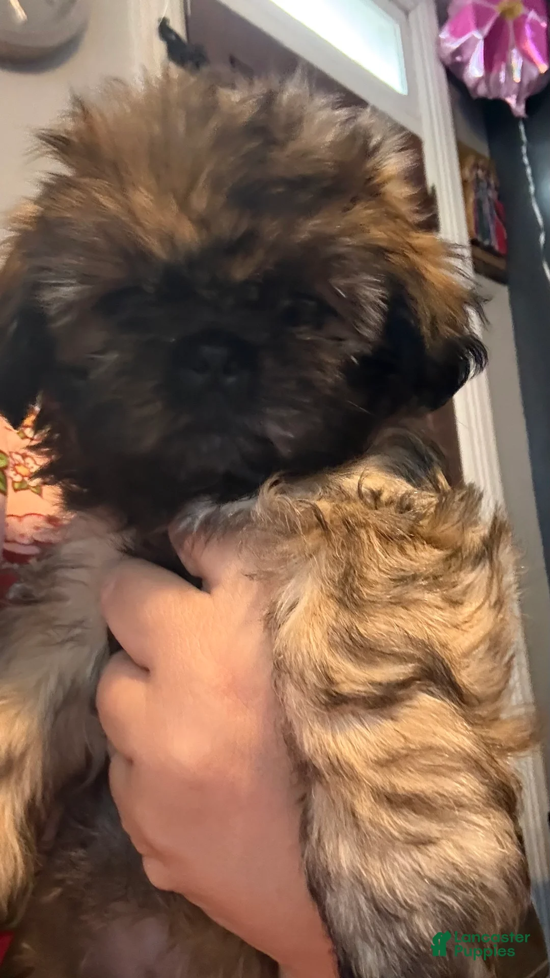 Shih Tzu dogs for sale: Sarabi - Ad 2