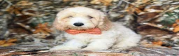 Cockapoo dogs for sale: Ollie - Ad 6