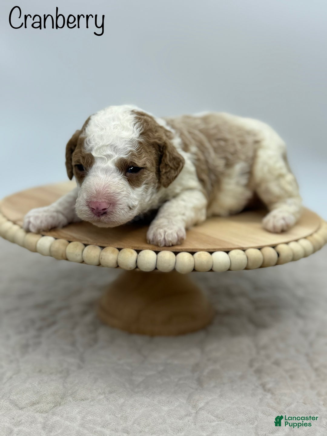 Miniature Poodle dogs for sale: Cranberry - Ad 1