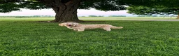 Mini Goldendoodle dogs for sale: Lexi Mini Goldendoodle  - Ad 5