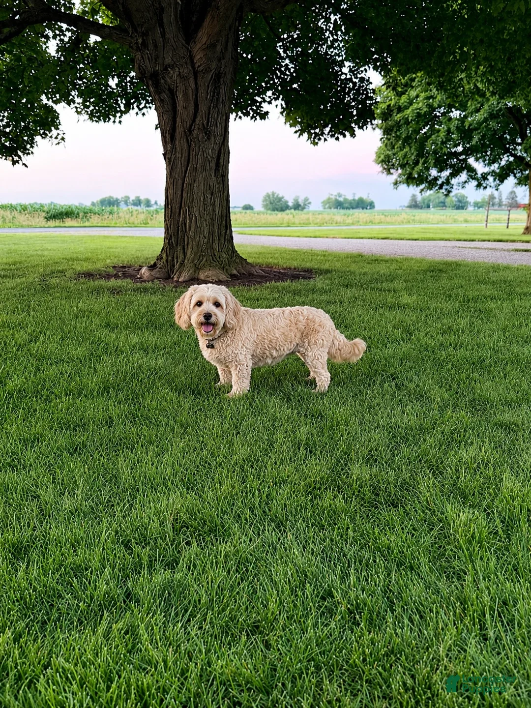 Mini Goldendoodle dogs for sale: Lexi Mini Goldendoodle  - Ad 5