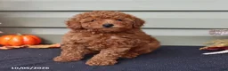 Miniature Poodle dogs for sale: Silas - Ad 5