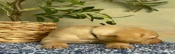 Labrador Retriever dogs for sale: Black - Ad 2