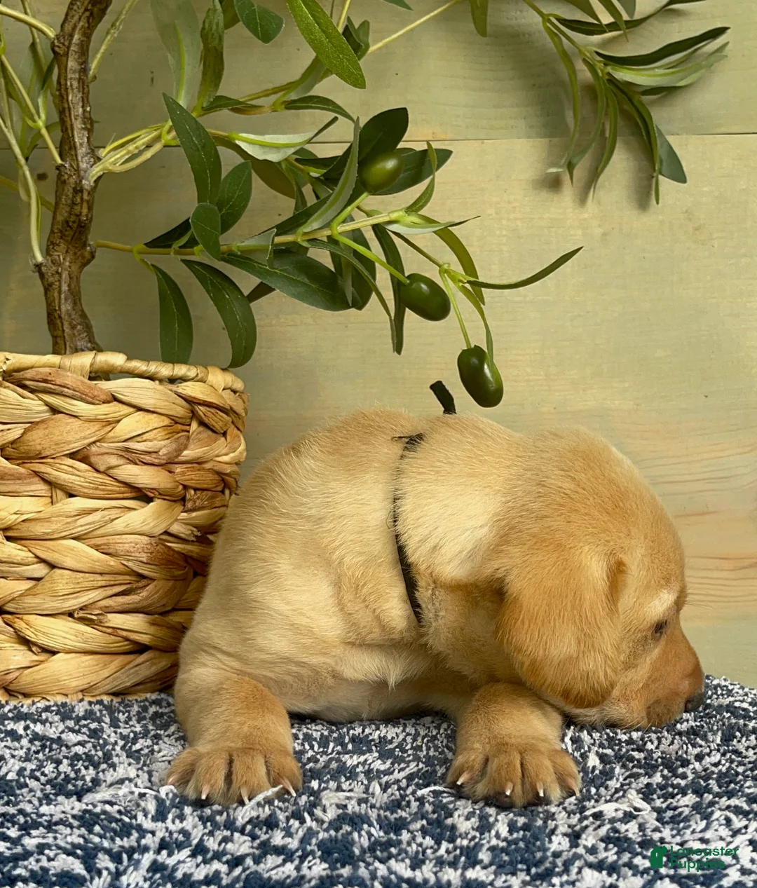 Labrador Retriever dogs for sale: Black - Ad 2