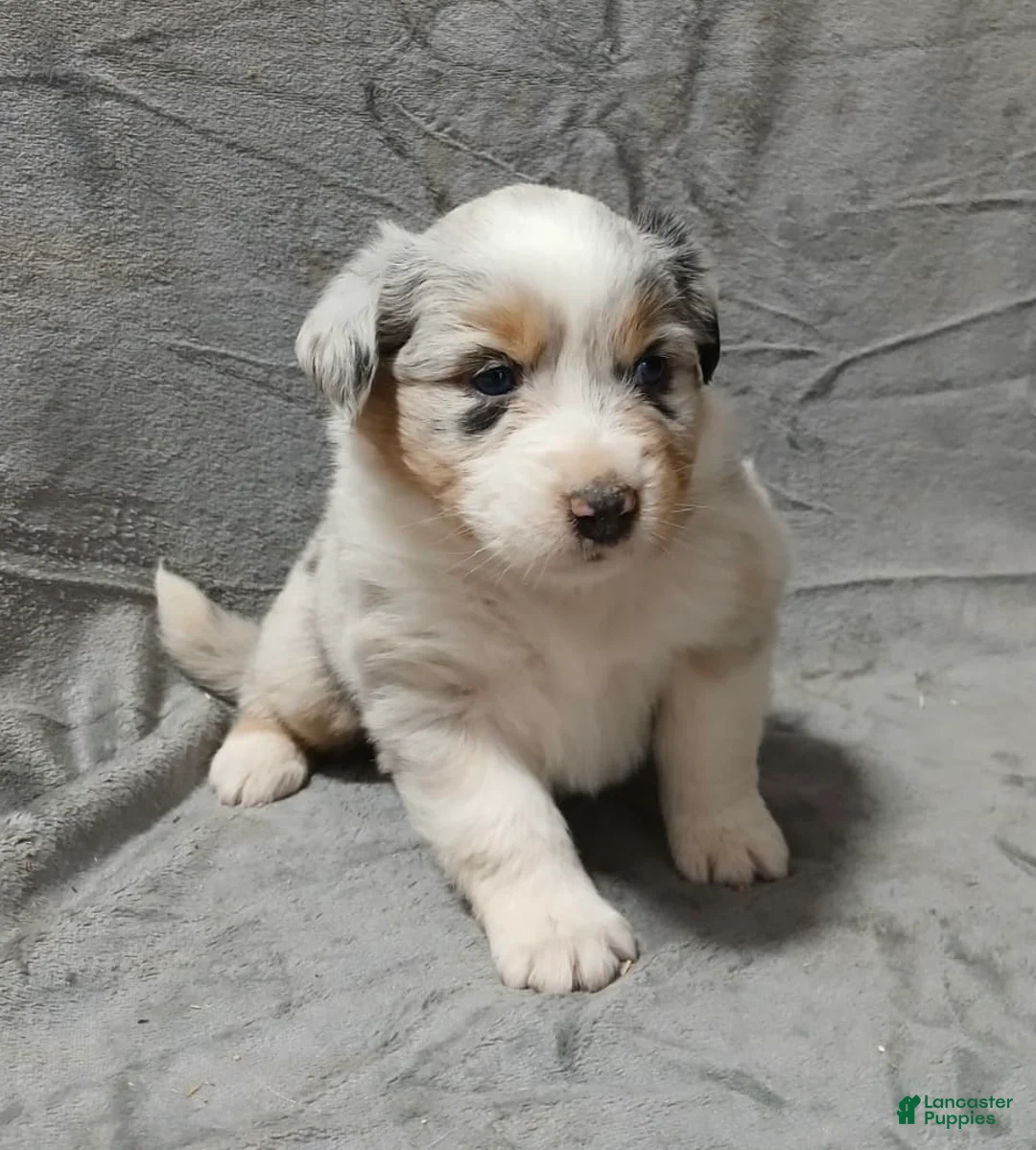 Australian Shepherd dogs for sale: Nala - Ad 3