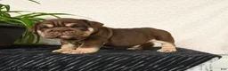 English Bulldog dogs for sale: Rayne - Ad 3