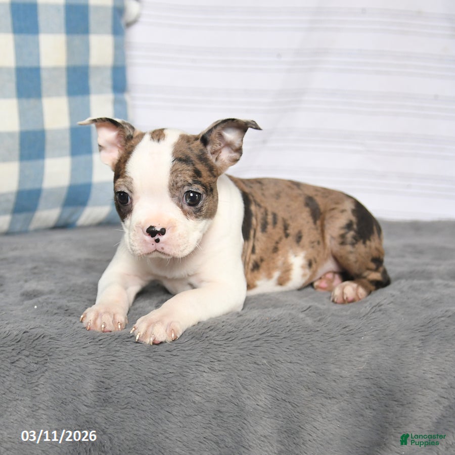 Boston Terrier dogs Fluffy - Ad 2