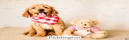 Goldendoodle dogs for sale: Paddinton - Ad 10