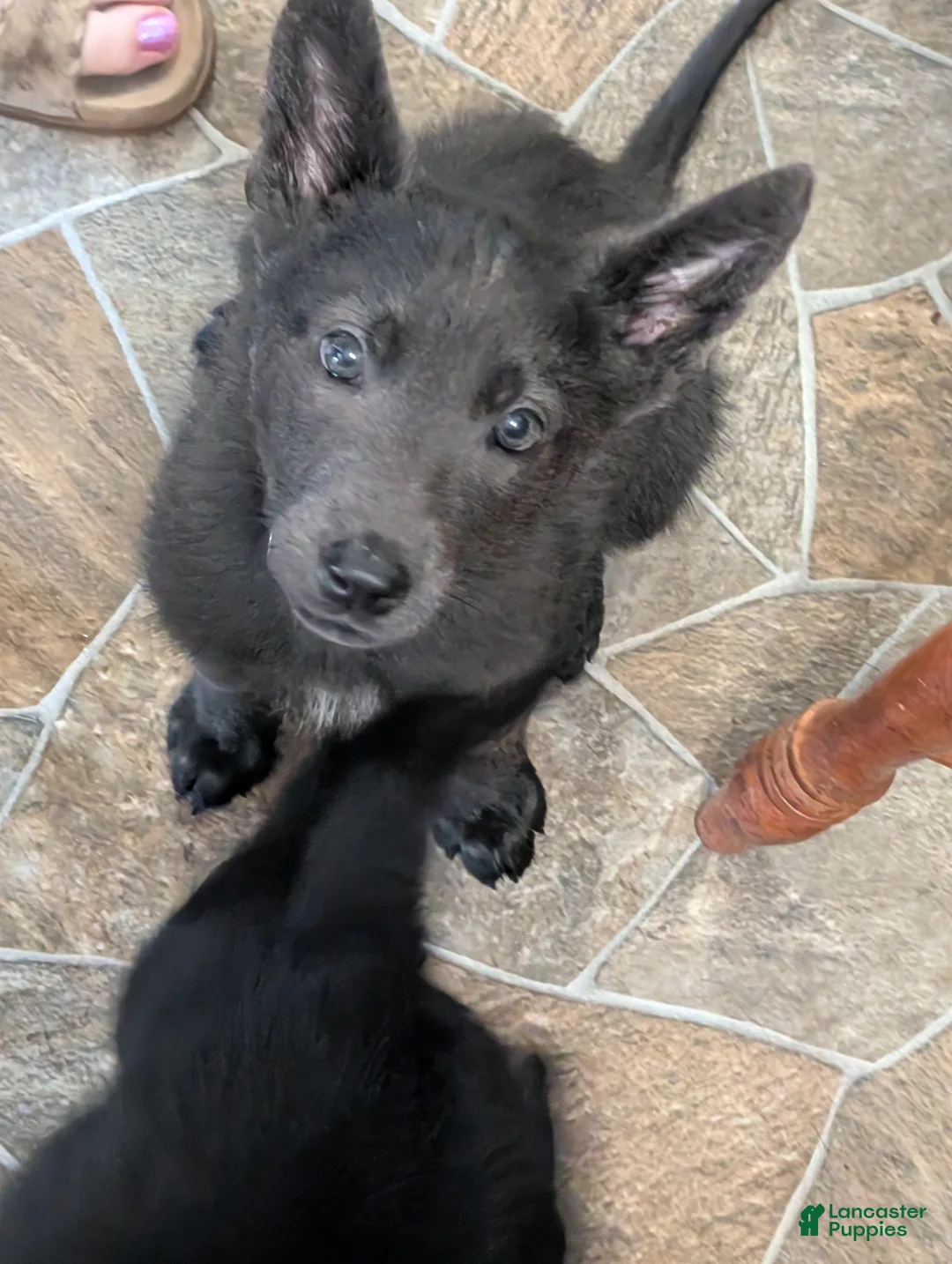 Sheprador dogs for sale: Sheprador 4 - Ad 1