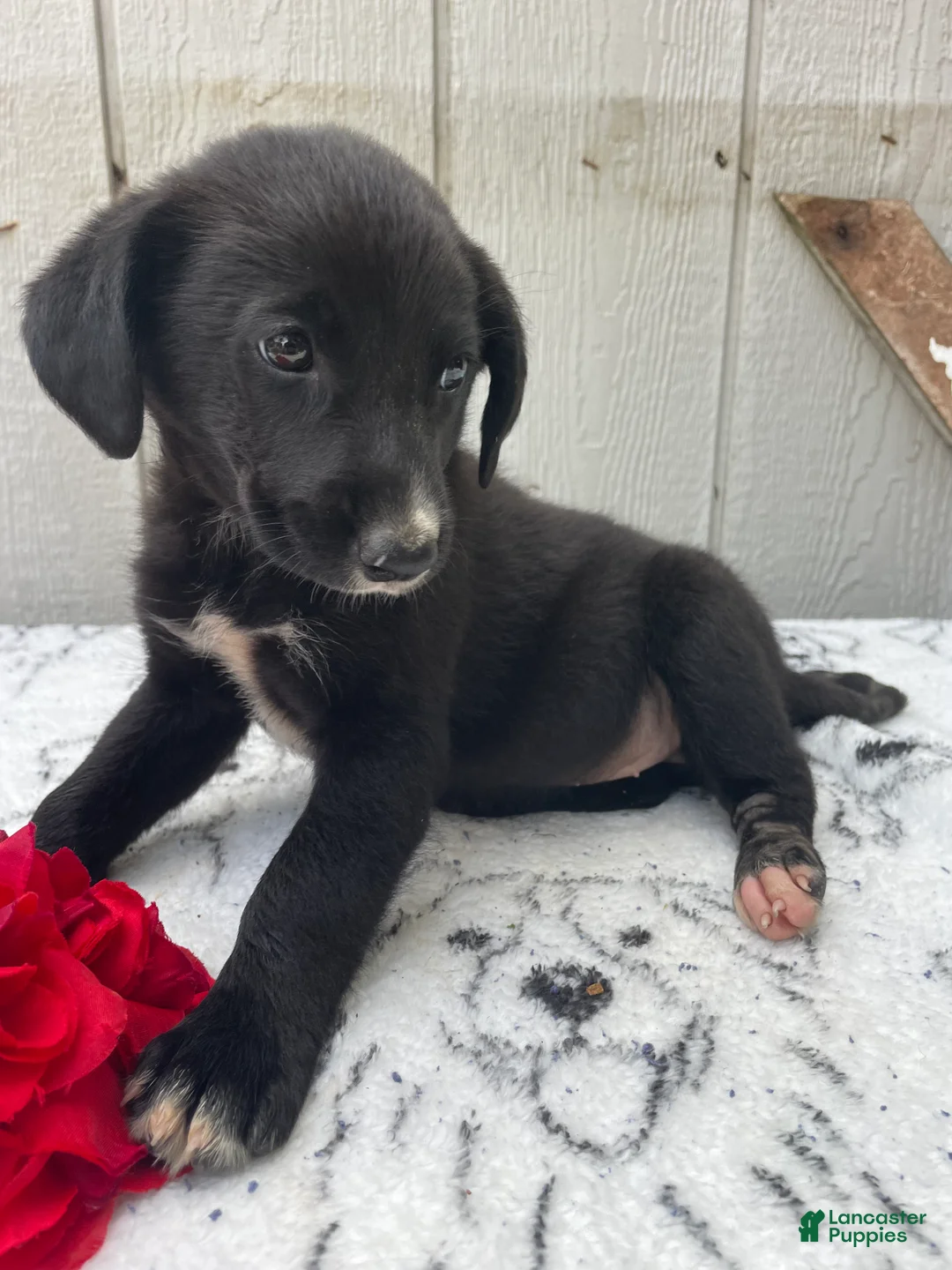 Border Collie dogs for sale: Mandy - Ad 2