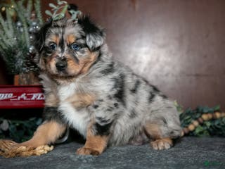 Miniature Australian Shepherd dogs for sale: Winnie - Ad 1