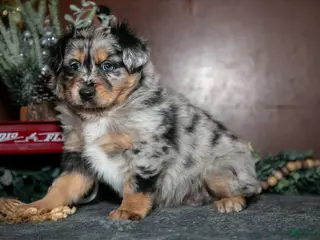 Miniature Australian Shepherd dogs Winnie - Ad 11