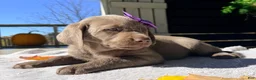 Labrador Retriever dogs for sale: Scarlett - Ad 4