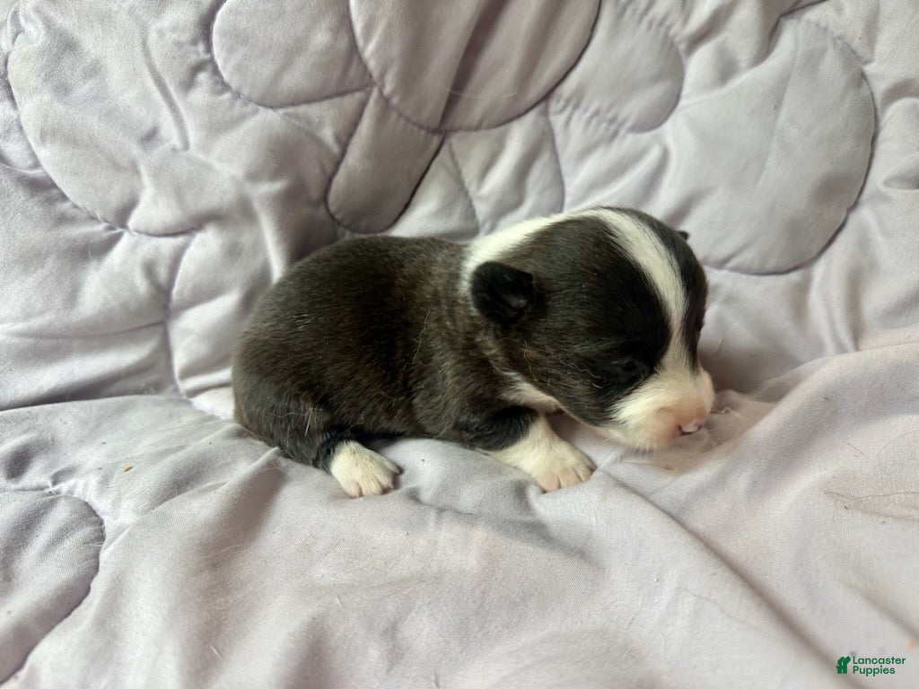 American Corgi dogs Brindle male - Ad 2