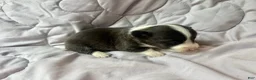 American Corgi dogs for sale: Brindle male - Ad 2