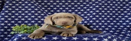 Labrador Retriever dogs for sale: Colson AKC Silver Lab - Ad 7