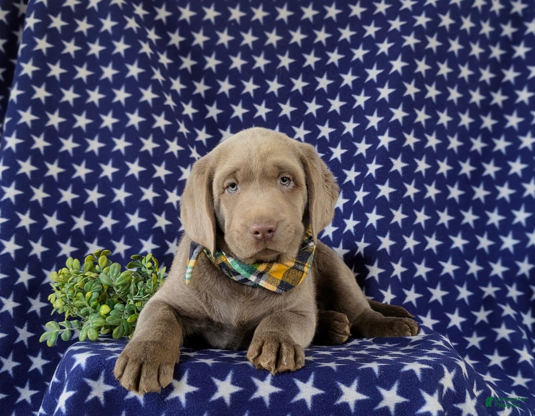 Labrador Retriever dogs for sale: Colson AKC Silver Lab - Ad 7