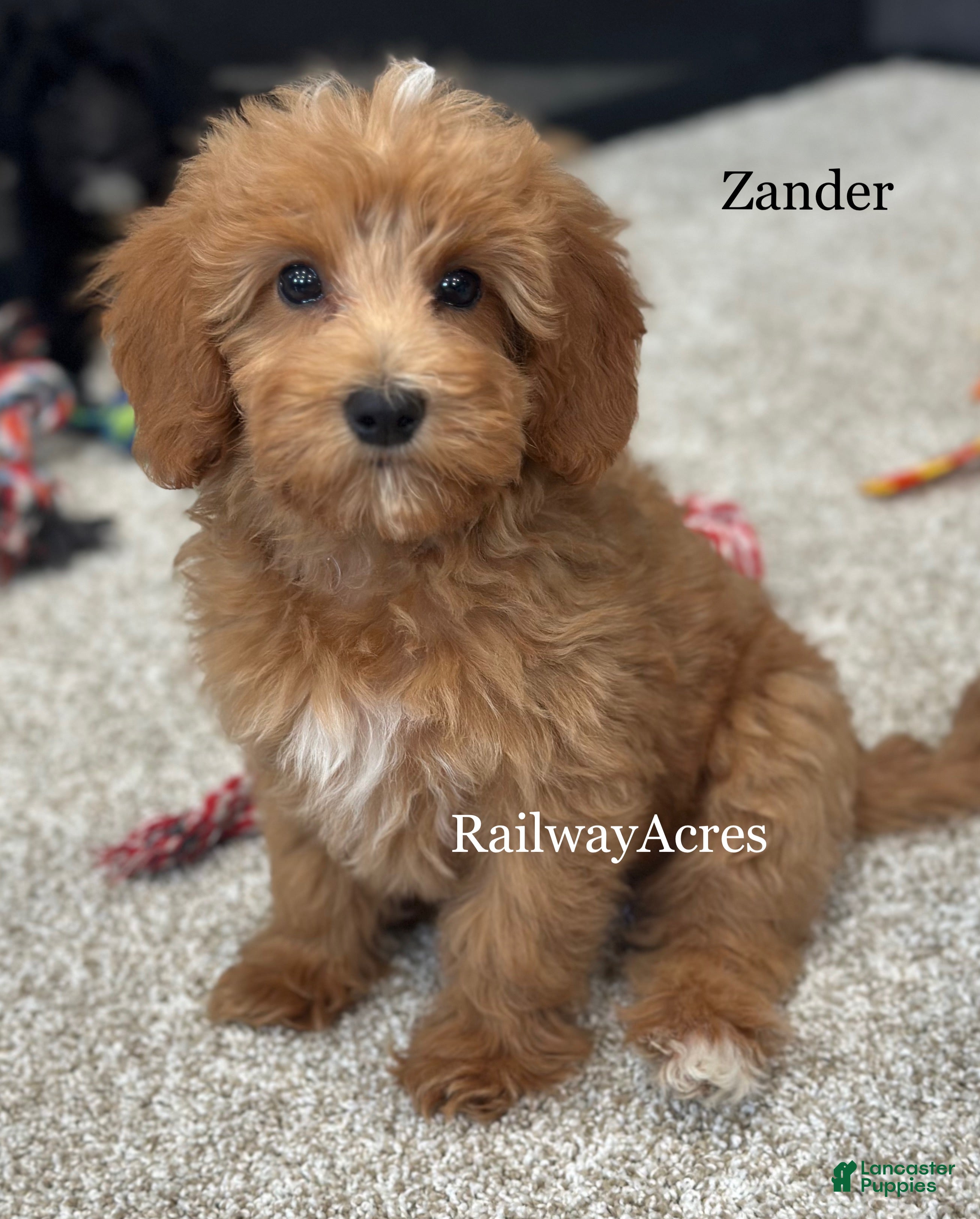 Mixed Breed dogs Zander - Ad 31