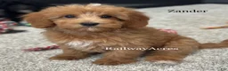 Mixed Breed dogs for sale: Zander - Ad 1