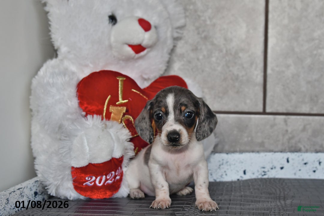 Miniature Dachshund dogs for sale: Jade - Ad 1