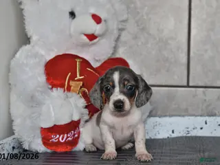 Miniature Dachshund dogs Jade - Ad 21