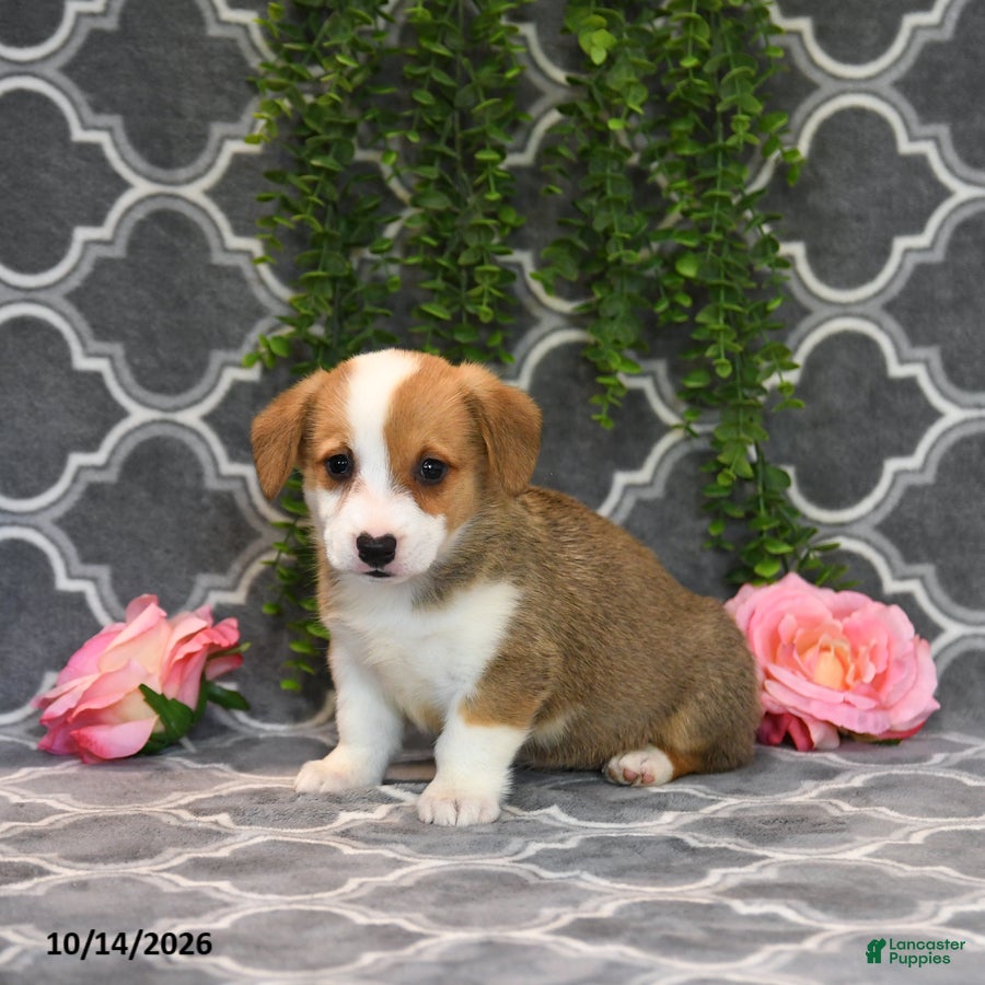 Welsh Corgi Pembroke dogs Princess - Ad 2