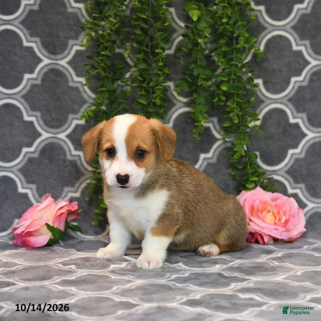 Welsh Corgi Pembroke dogs for sale: Princess - Ad 2
