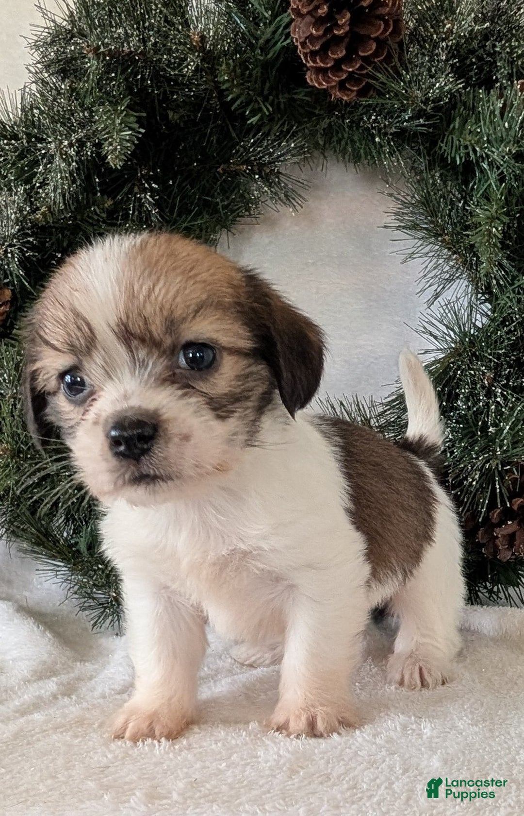 Mixed Breed dogs for sale: Ann - Ad 5