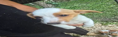 Jack Russell Terrier 6