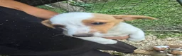 Jack Russell Terrier dogs for sale: Jack Russell Terrier 6 - Ad 1