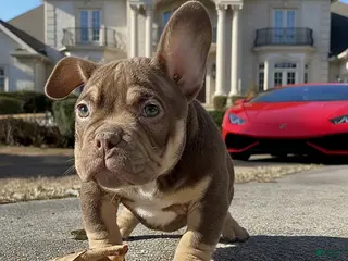 American Bully dogs Barkboyz Bullycamp Chocolate - Ad 26