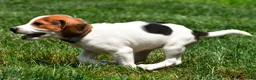 Beagle dogs for sale: Max - Ad 8