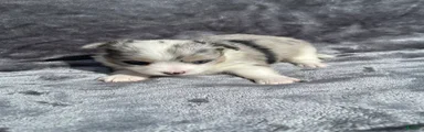 Chihuahua 2