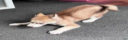 Siberian Husky dogs for sale: Ruby my lady in red - Ad 9
