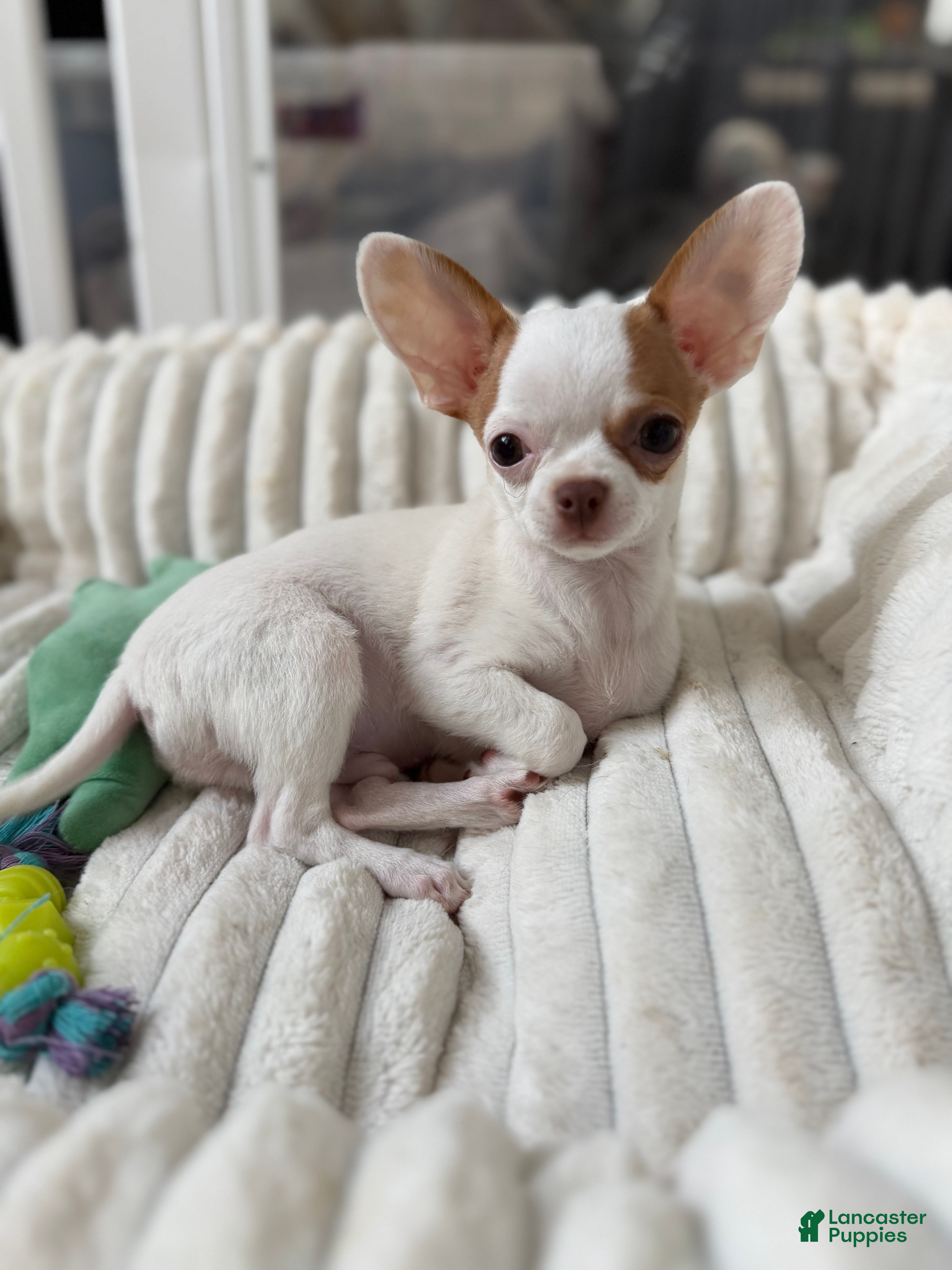 Chihuahua dogs ✨CKC Saint✨ - Ad 2