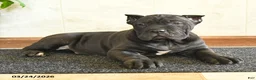 Cane Corso dogs for sale: Yukon - Ad 5