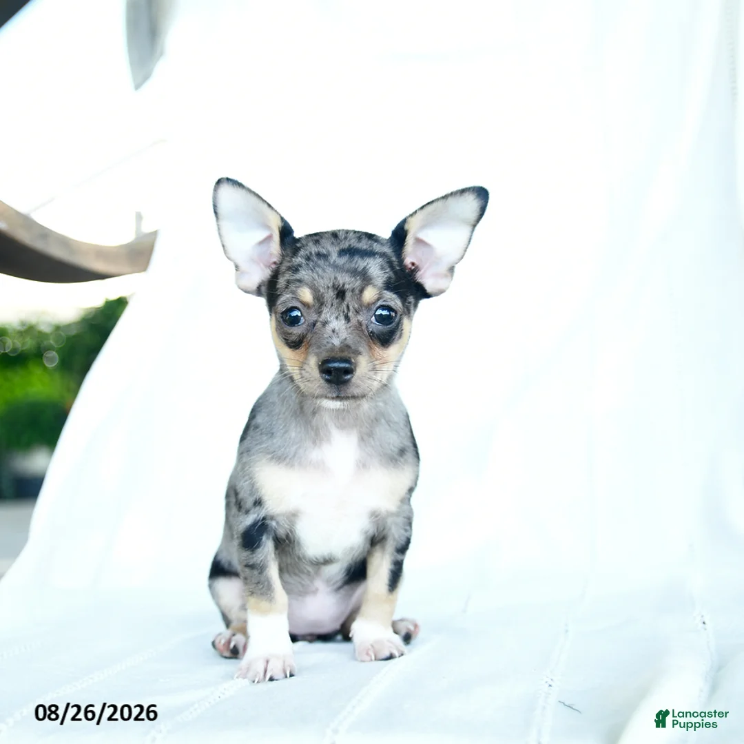 Chihuahua dogs for sale: Rainbow - Ad 5