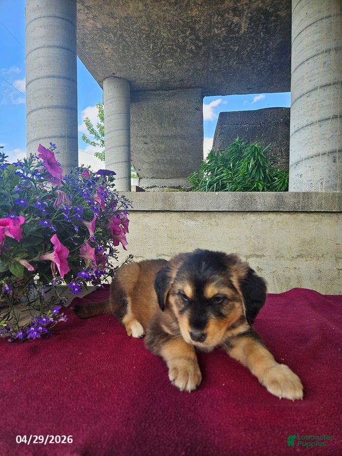 Goberian dogs Duke - Ad 2