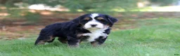Mini Bernedoodle dogs for sale: Chance - Ad 6